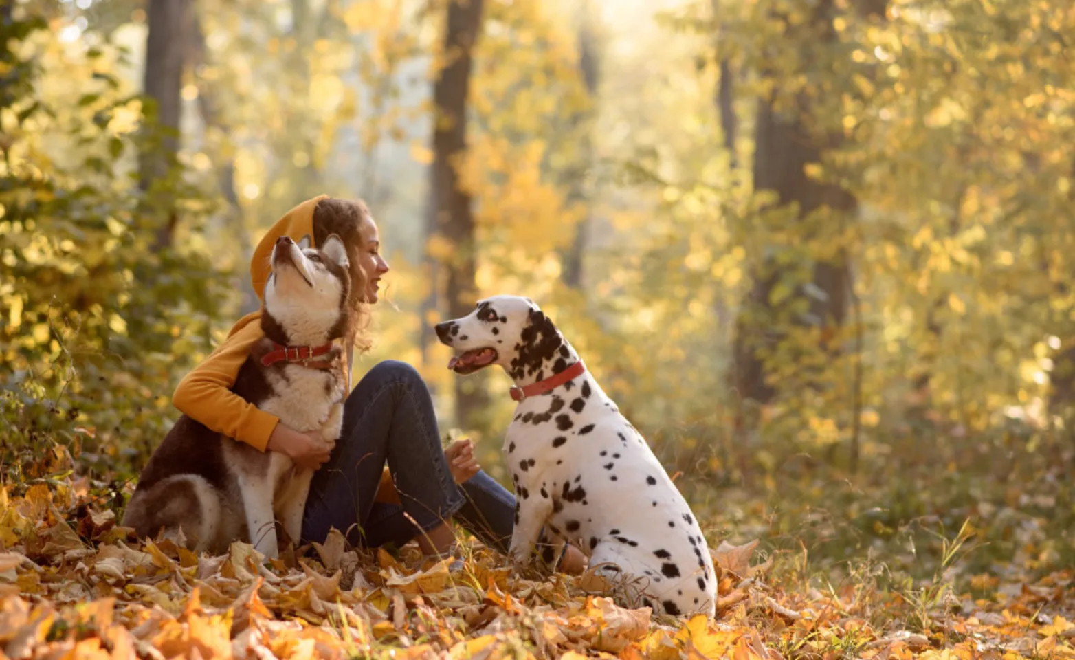 Woman with Two Dogs in Autumn Forest Woman with Two Dogs in Autumn Forest