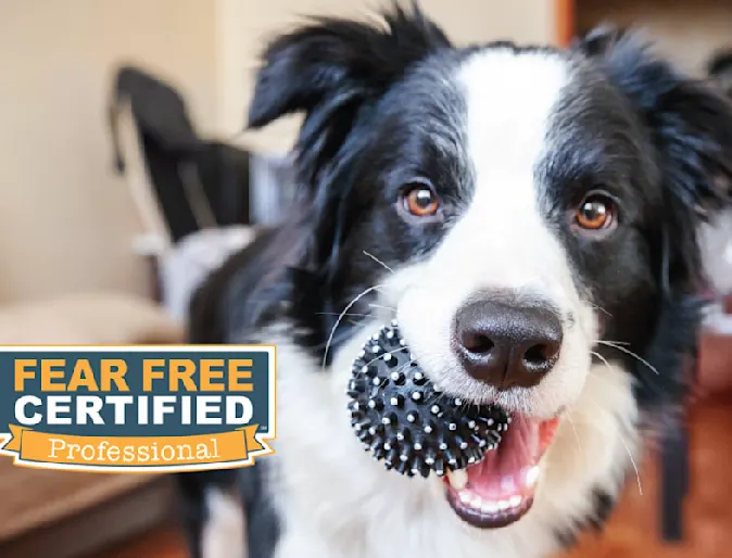Dog with Ball in Mouth Fear Free Certified Logo Dog with Ball in Mouth Fear Free Certified Logo