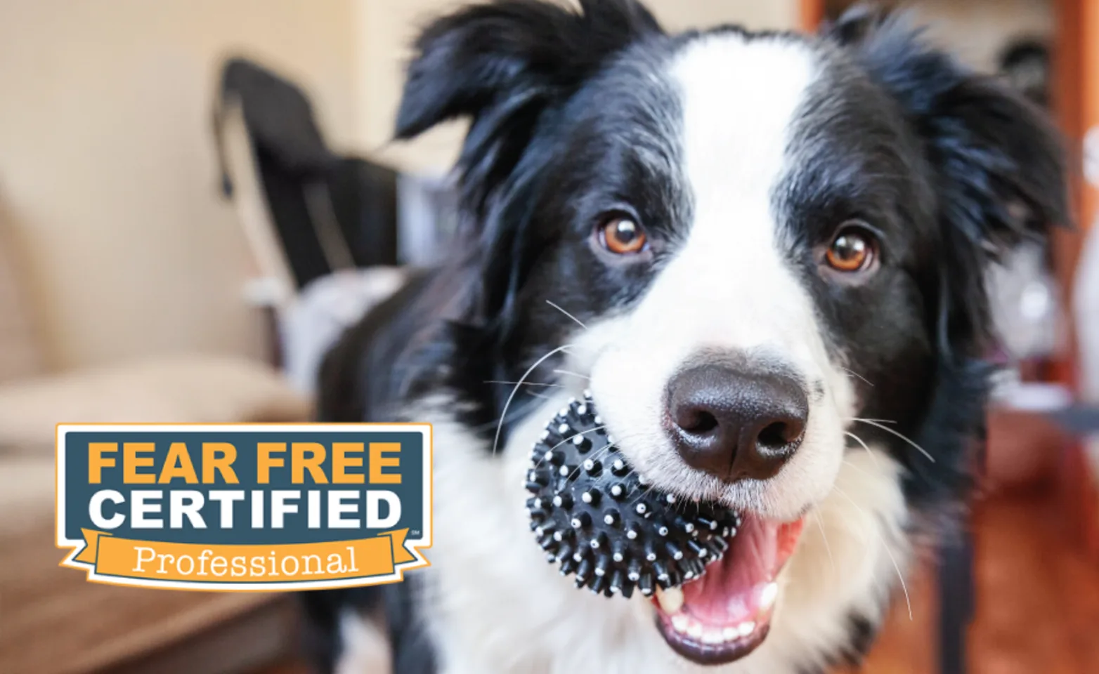 Dog with Ball in Mouth Fear Free Certified Logo Dog with Ball in Mouth Fear Free Certified Logo