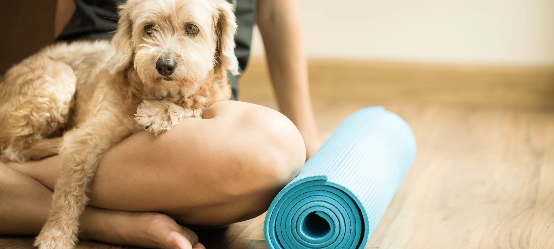 dog sitting on woman's lap with yoga mat dog sitting on woman's lap with yoga mat