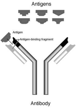 Antibody and Antigens diagram