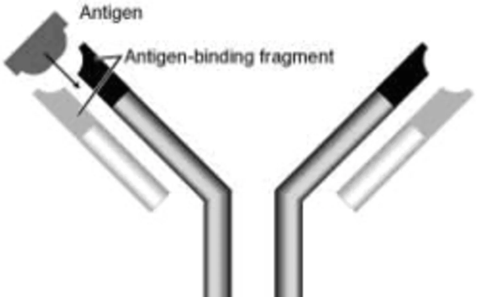 Antibody and Antigens diagram Antibody and Antigens diagram