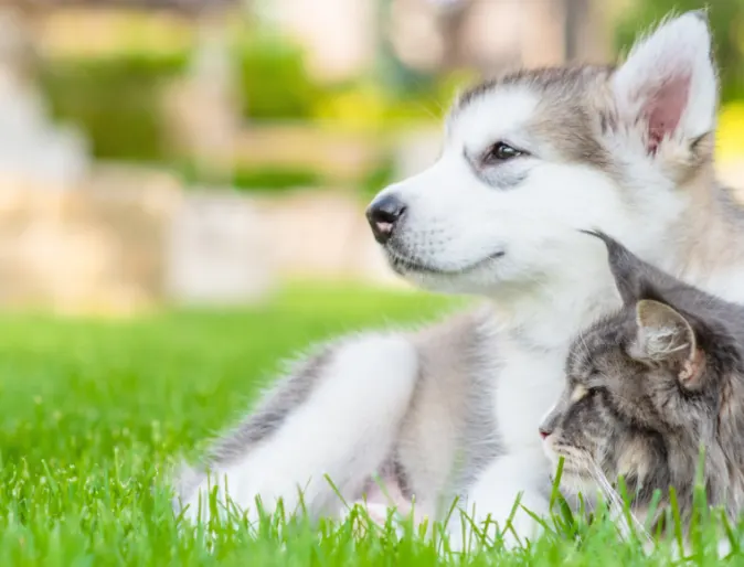 Husky puppy and gray cat laying in grass