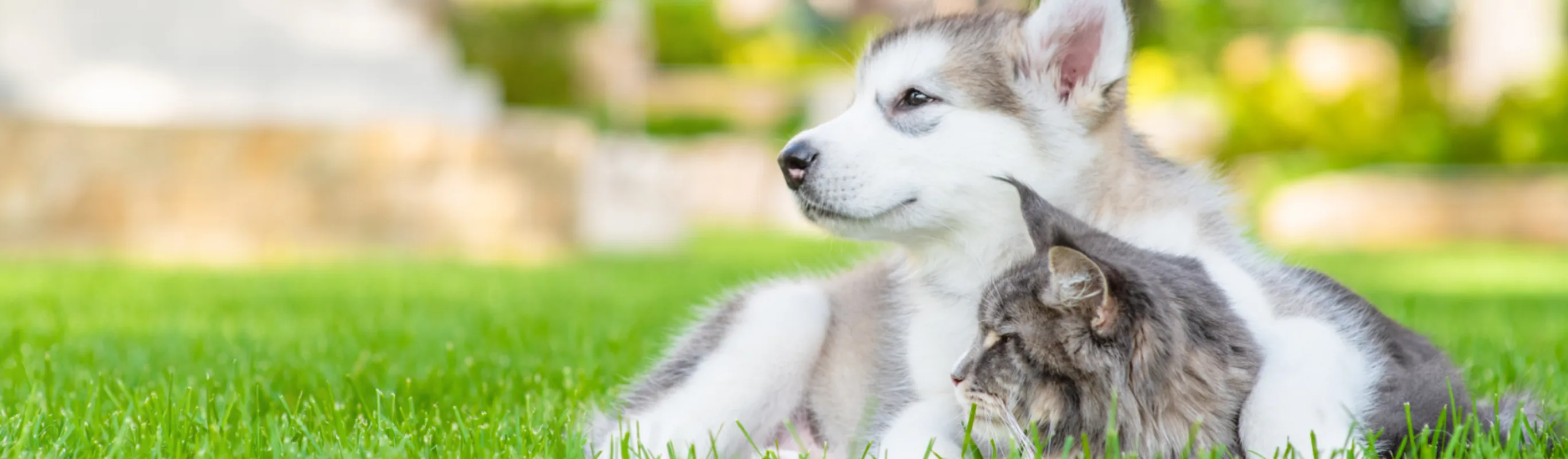Husky puppy and gray cat laying in grass Husky puppy and gray cat laying in grass