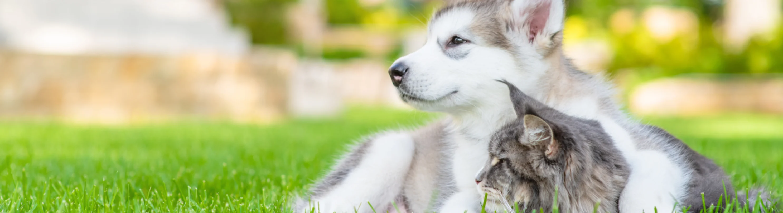 Husky puppy and gray cat laying in grass Husky puppy and gray cat laying in grass