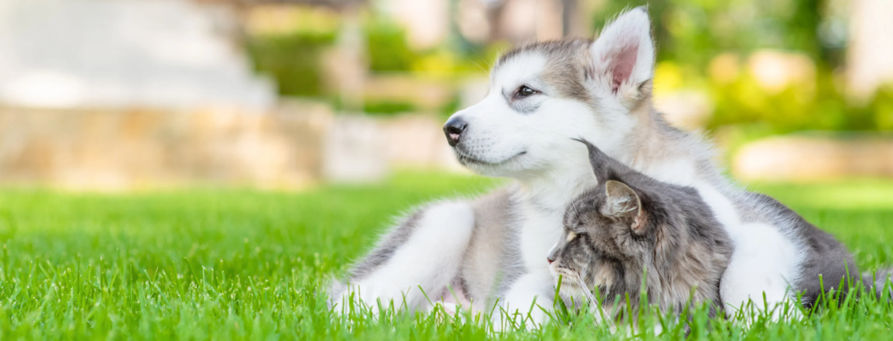Husky puppy and gray cat laying in grass