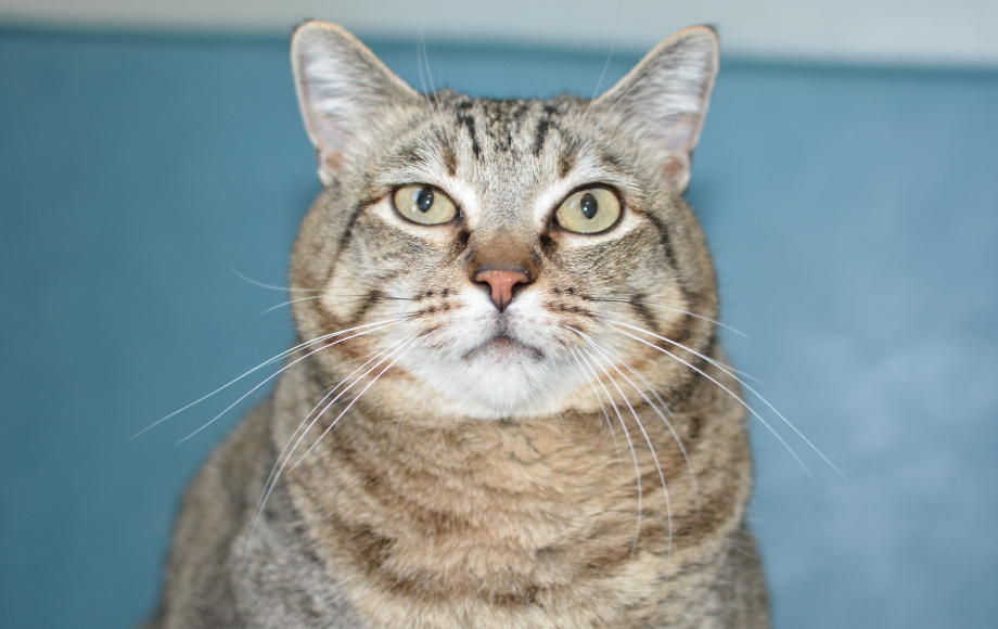 A Gray/Brown Cat Looking at the Camera