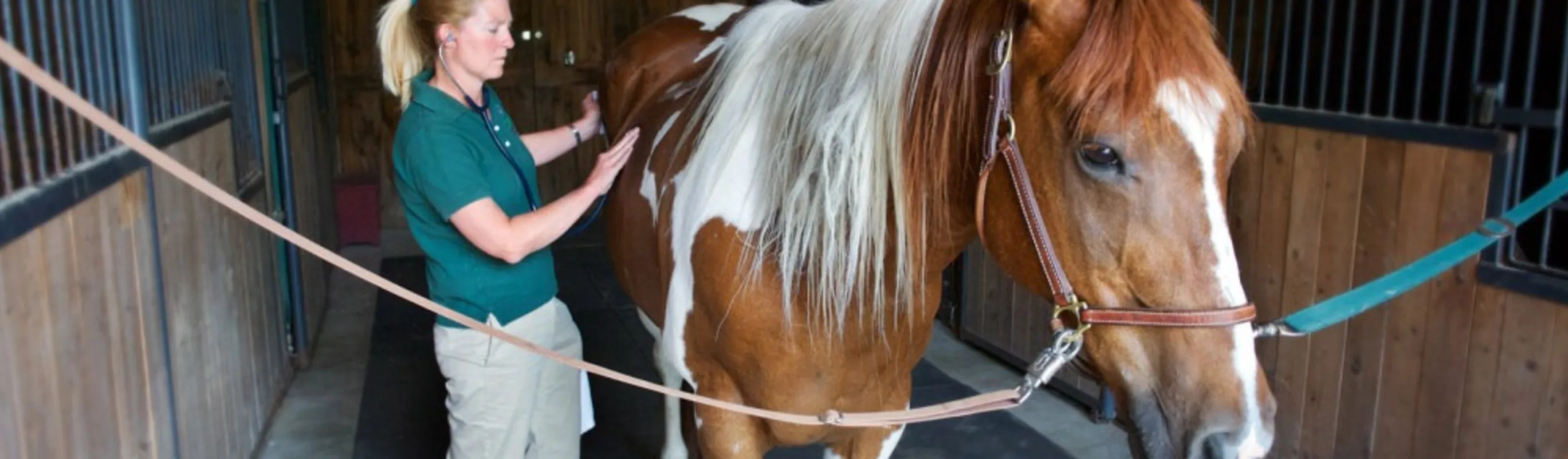 Henniker Veterinary Hospital staff member using a stethoscope on a brown and white horse