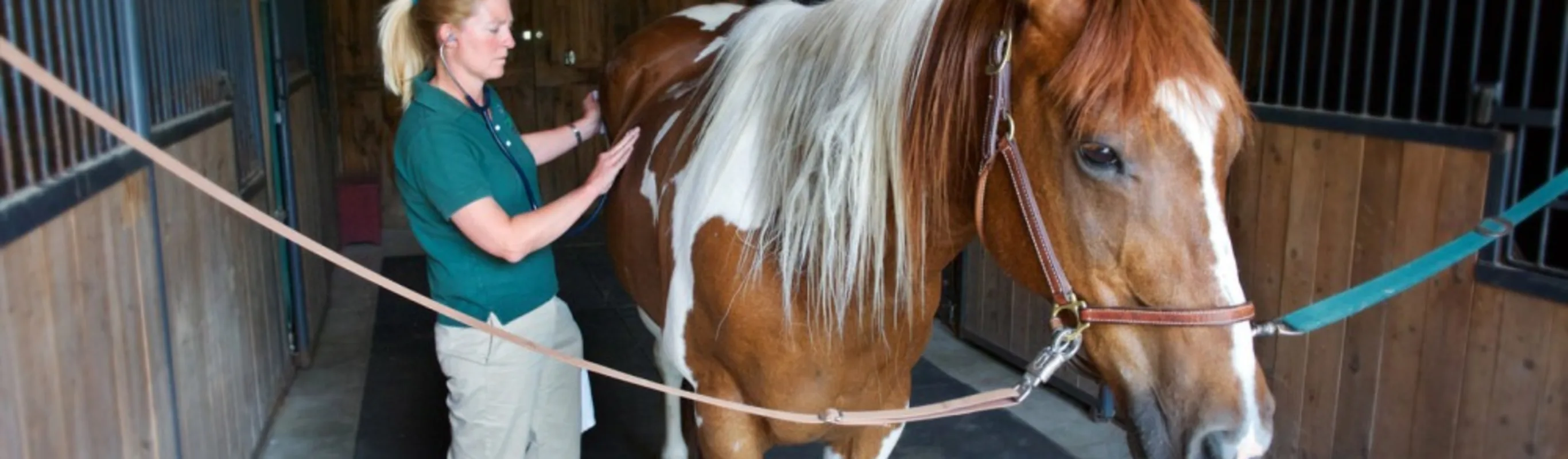 Henniker Veterinary Hospital staff member using a stethoscope on a brown and white horse