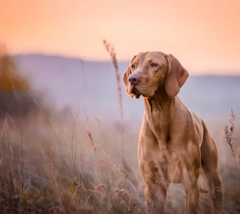 Dog standing in a field of wheat