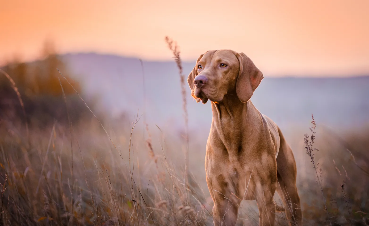 Dog standing in a field of wheat