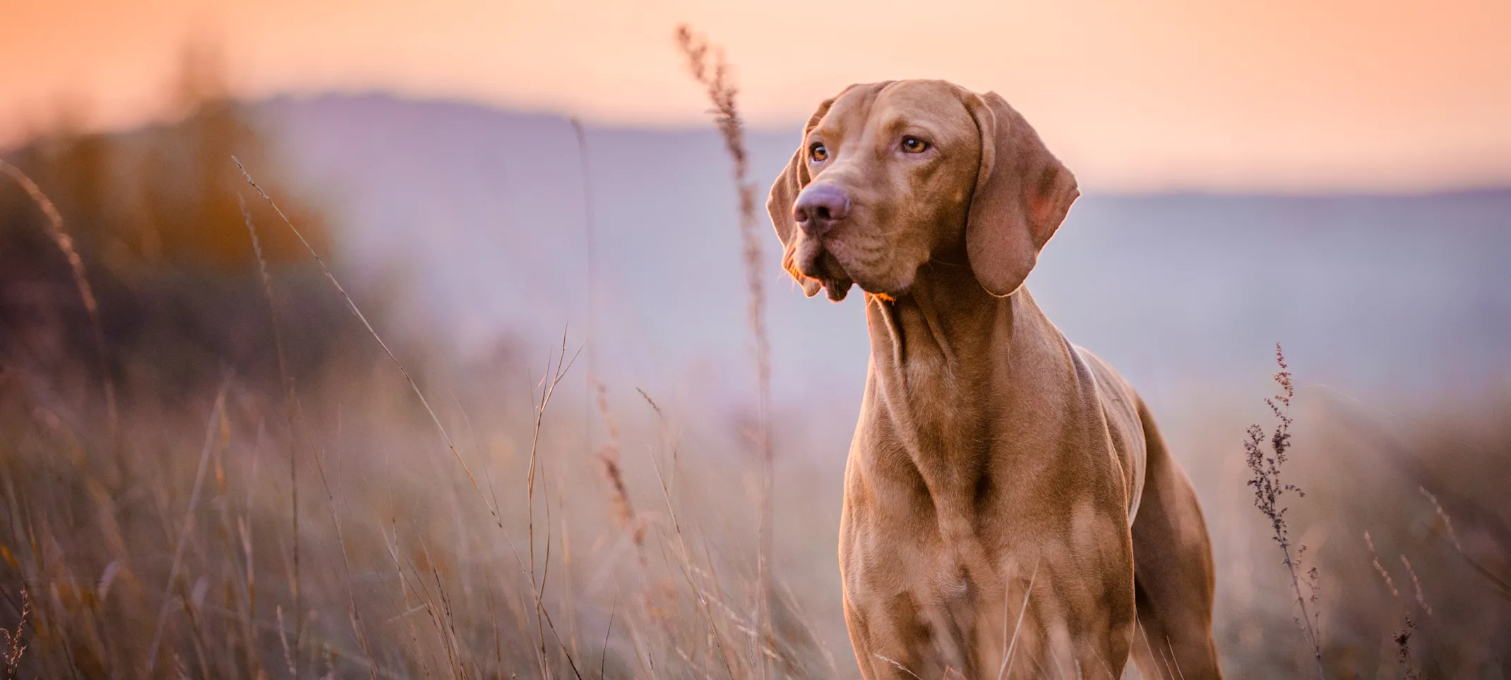 Dog standing in a field of wheat