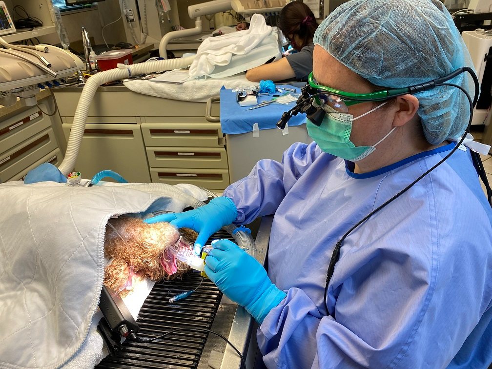 Dr. E performing dental work.