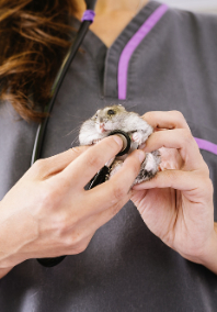 Veterinarian Examining a Gerbil
