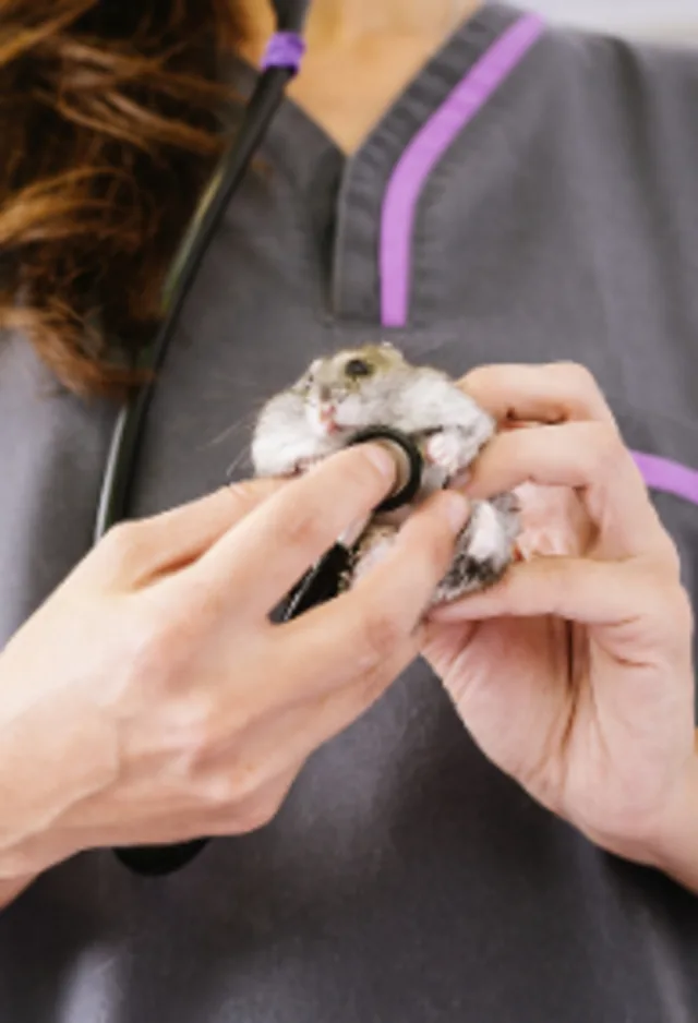 Veterinarian Examining a Gerbil Veterinarian Examining a Gerbil
