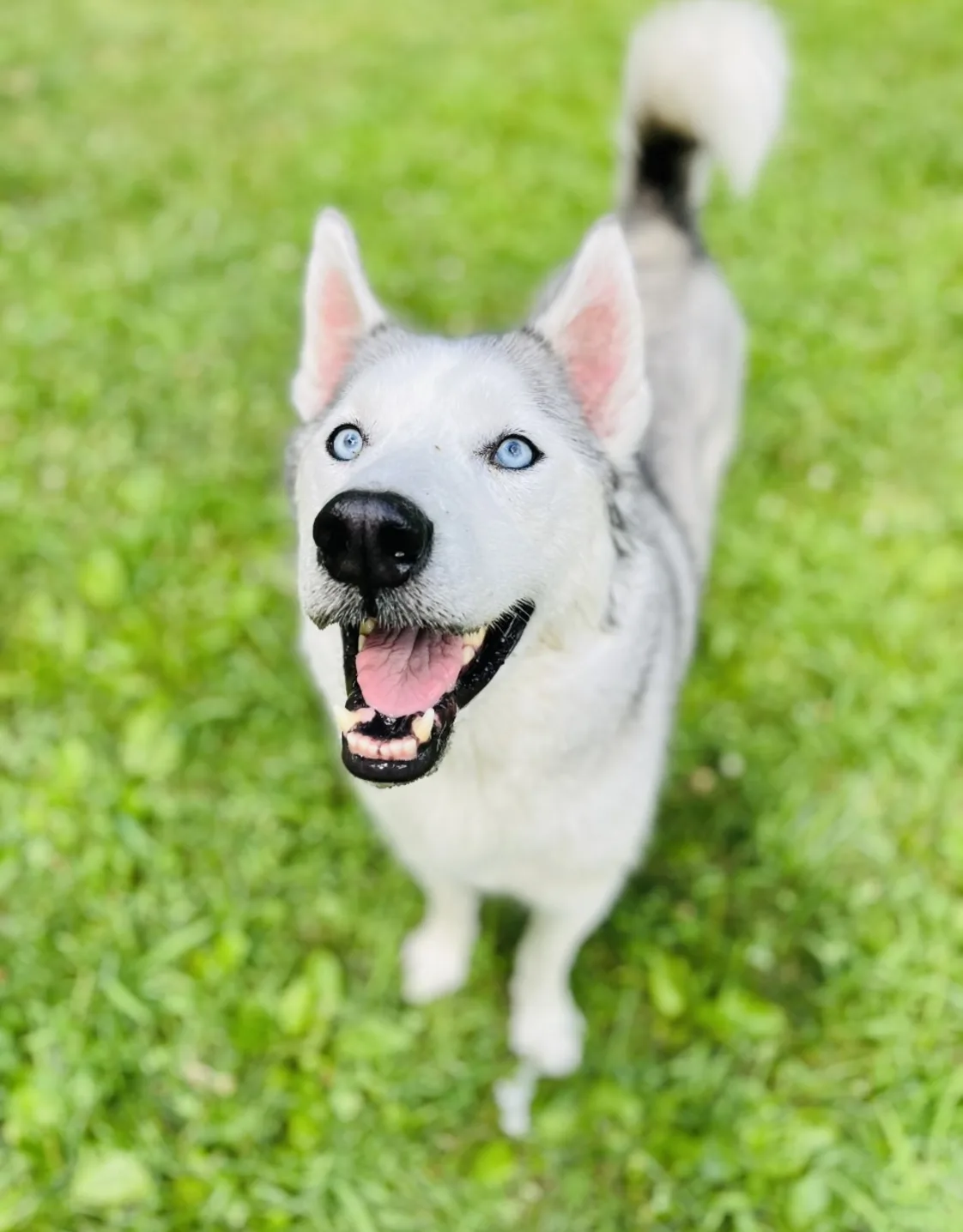 Coda Coda
