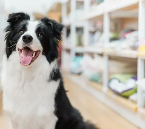 A Happy Black/White Dog Next to Vet Store Shelves A Happy Black/White Dog Next to Vet Store Shelves