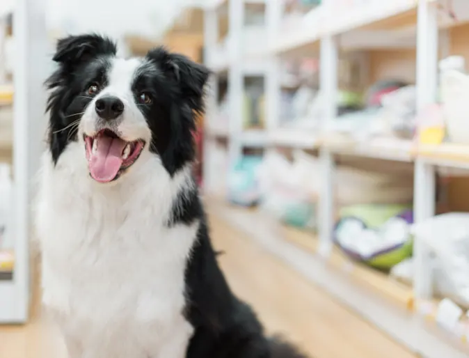 A Happy Black/White Dog Next to Vet Store Shelves A Happy Black/White Dog Next to Vet Store Shelves