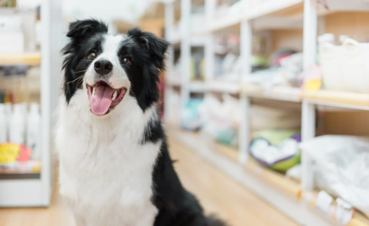 A Happy Black/White Dog Next to Vet Store Shelves A Happy Black/White Dog Next to Vet Store Shelves
