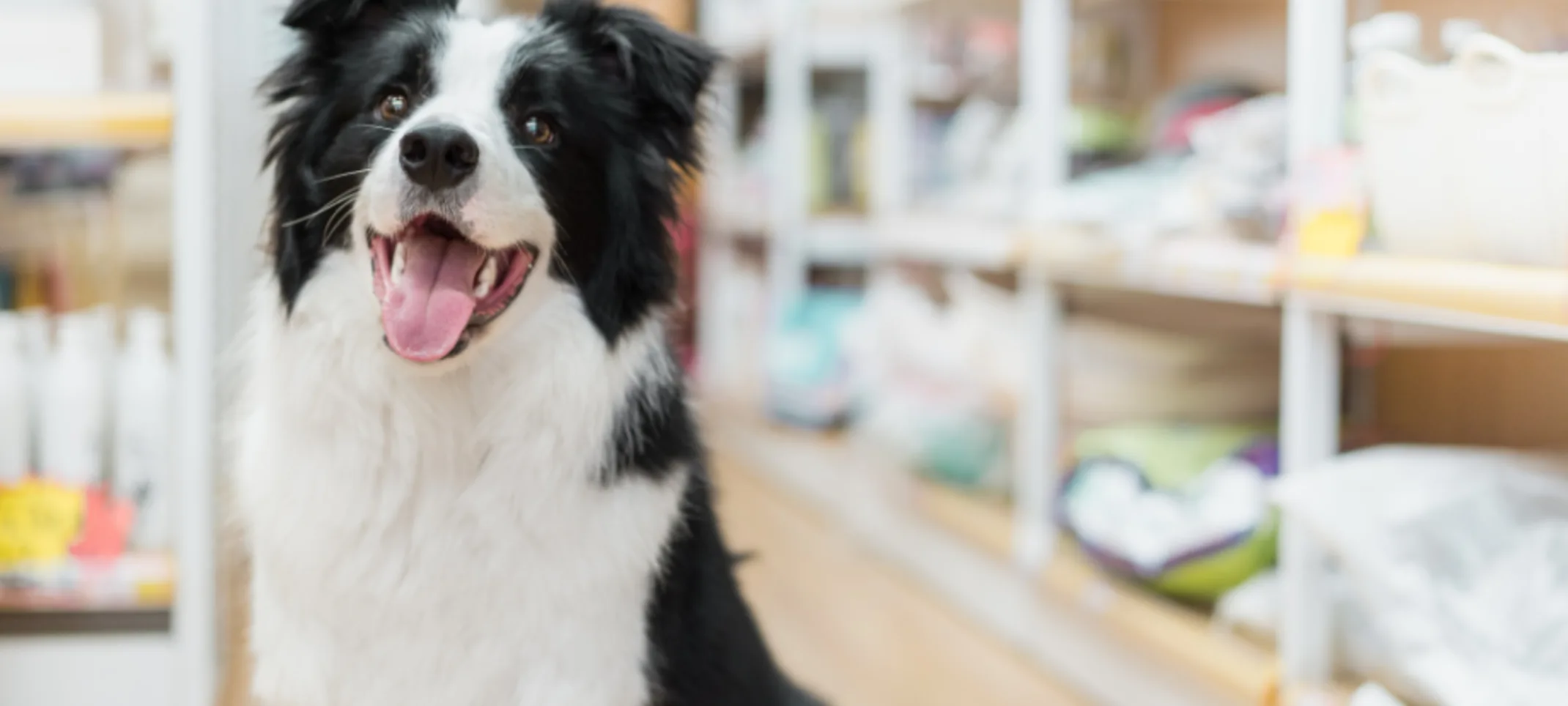 A Happy Black/White Dog Next to Vet Store Shelves A Happy Black/White Dog Next to Vet Store Shelves