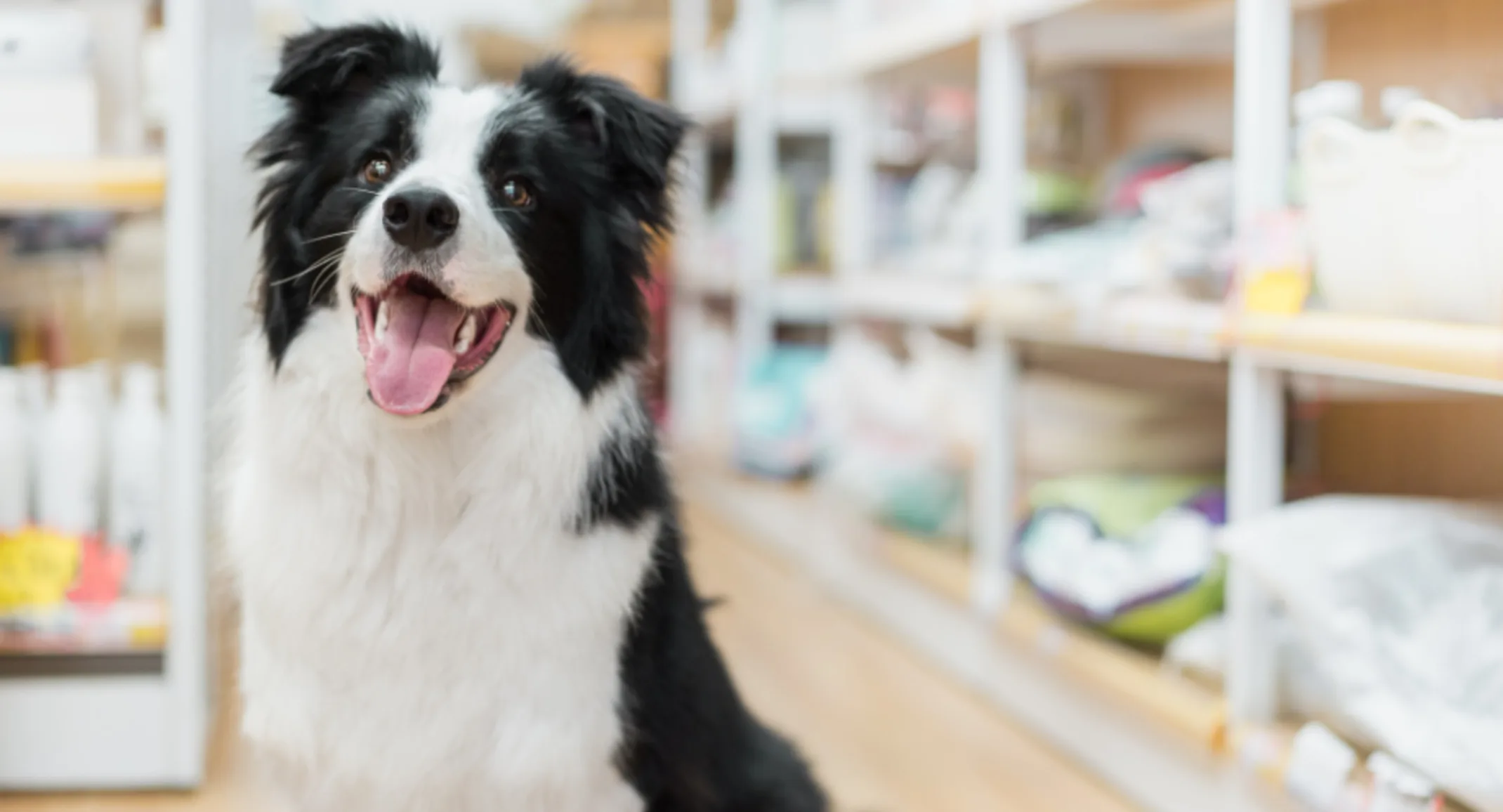 A Happy Black/White Dog Next to Vet Store Shelves A Happy Black/White Dog Next to Vet Store Shelves