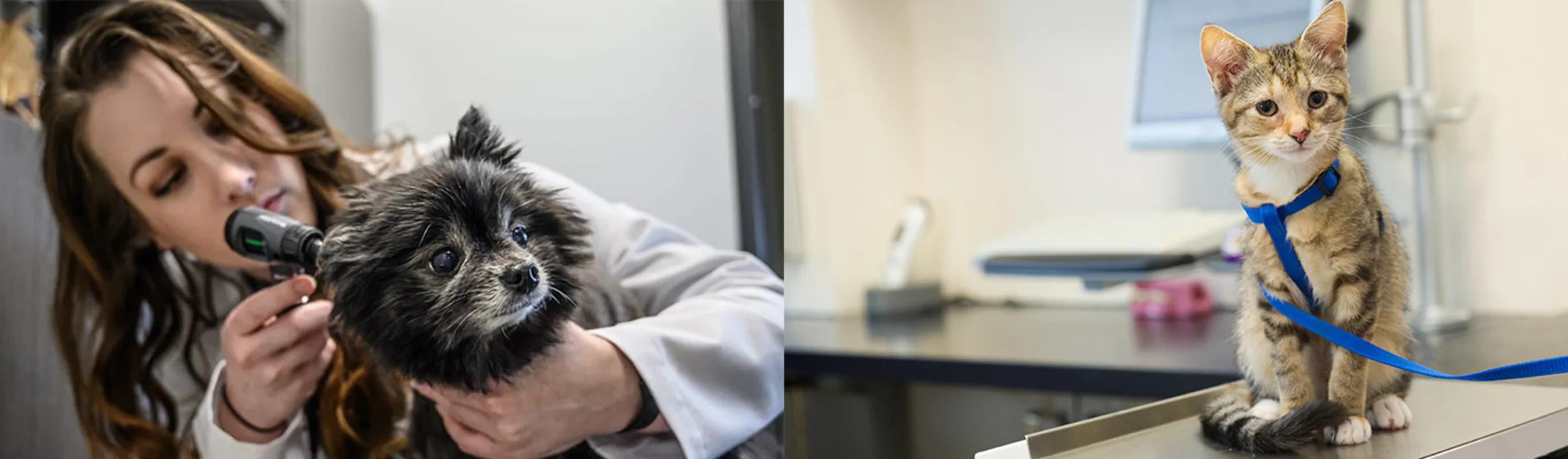 Two images- left is vet checking dog's ear and right image is cat on blue leash sitting on checkup table
