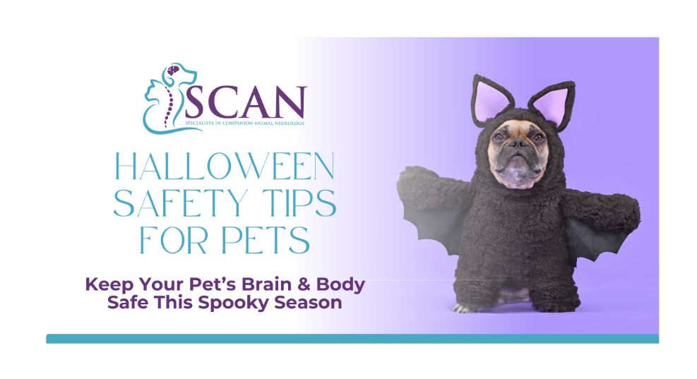 Halloween safety tips for pet 