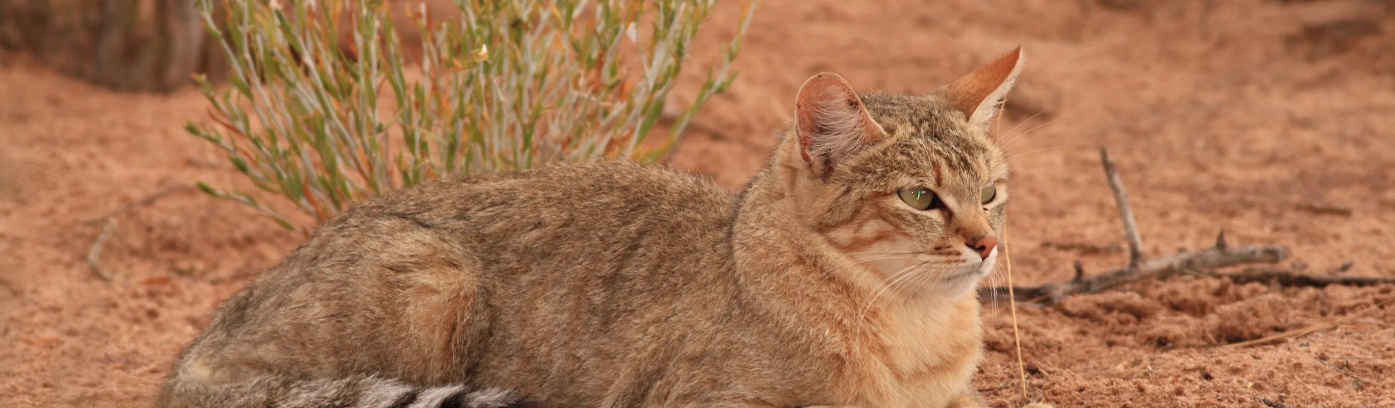 cat laying down in the sand