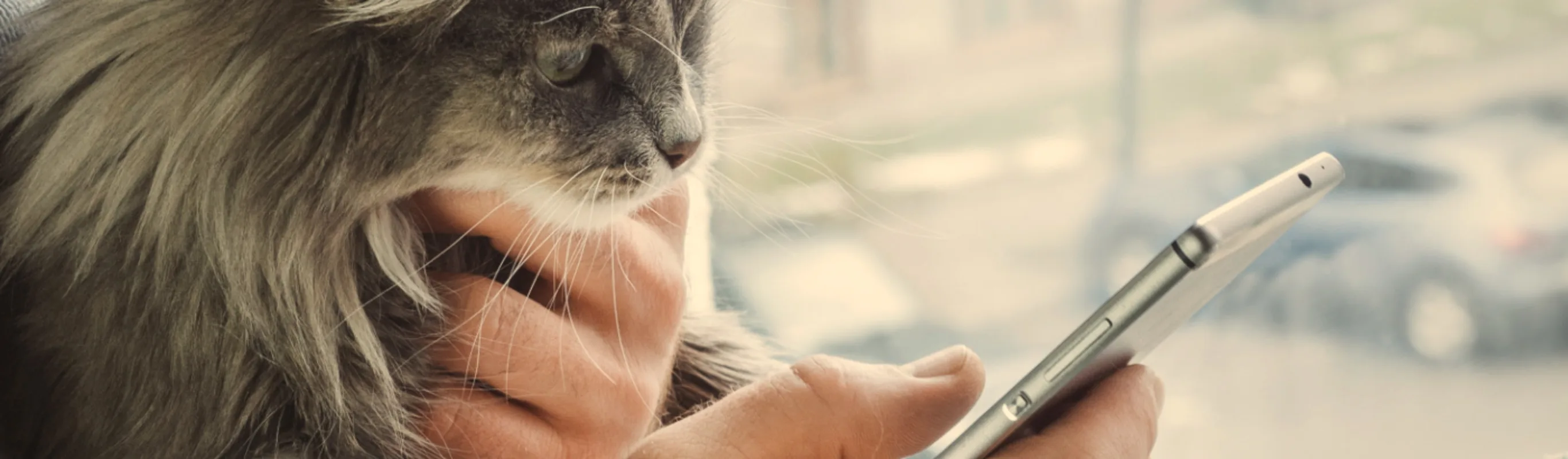 Cat watching owner browse their phone at home Cat watching owner browse their phone at home