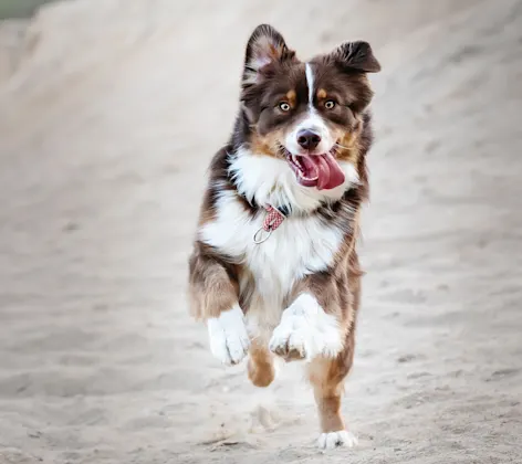 Dog running on the beach with their tongue out. Dog running on the beach with their tongue out.