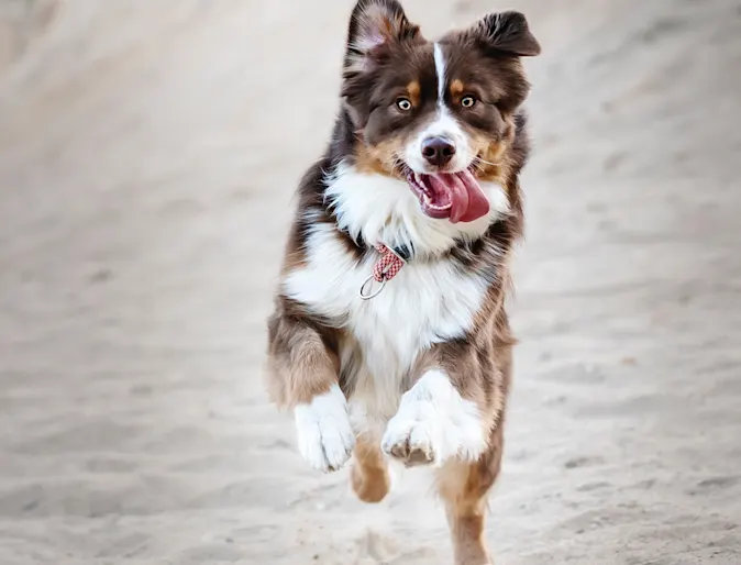 Dog running on the beach with their tongue out. Dog running on the beach with their tongue out.