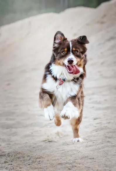 Dog running on the beach with their tongue out. 
