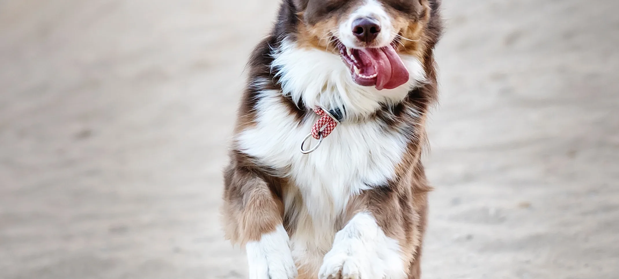 Dog running on the beach with their tongue out. Dog running on the beach with their tongue out.