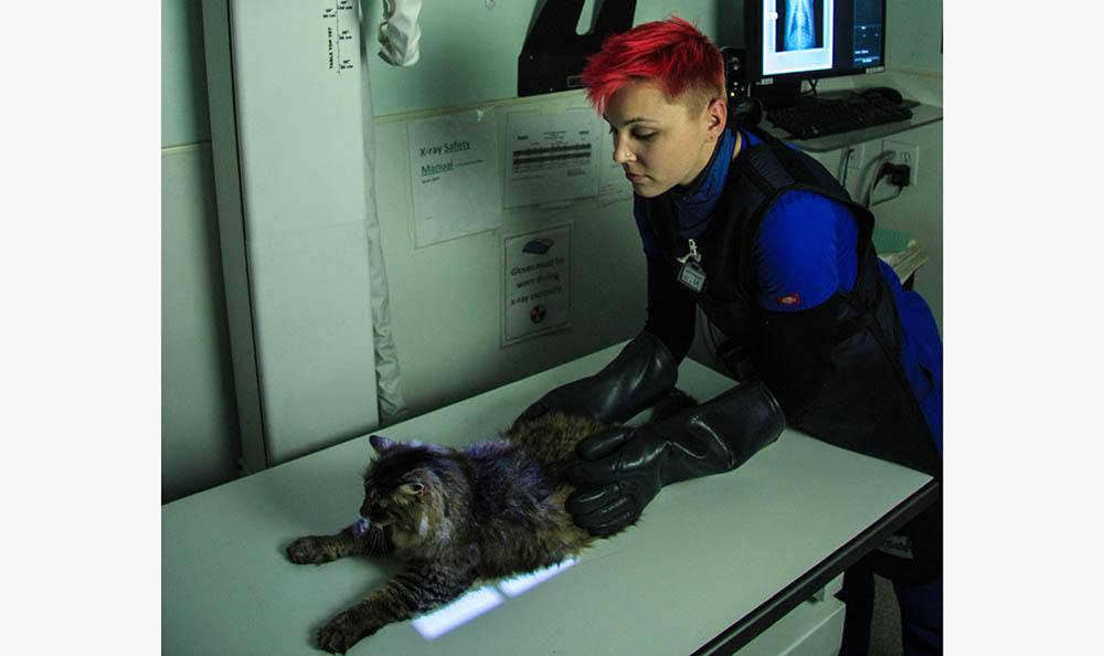 Linda Mar Veterinary Hospital Xray technician examining cat