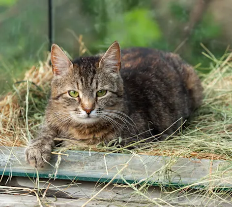 Cat Cat