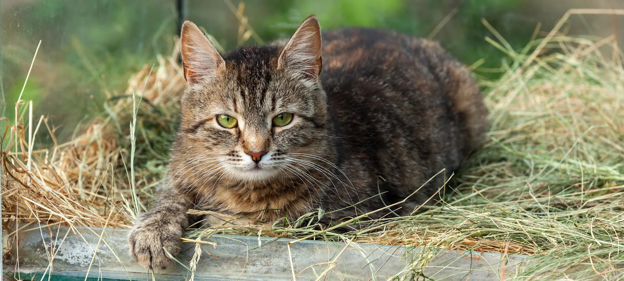 Cat Cat