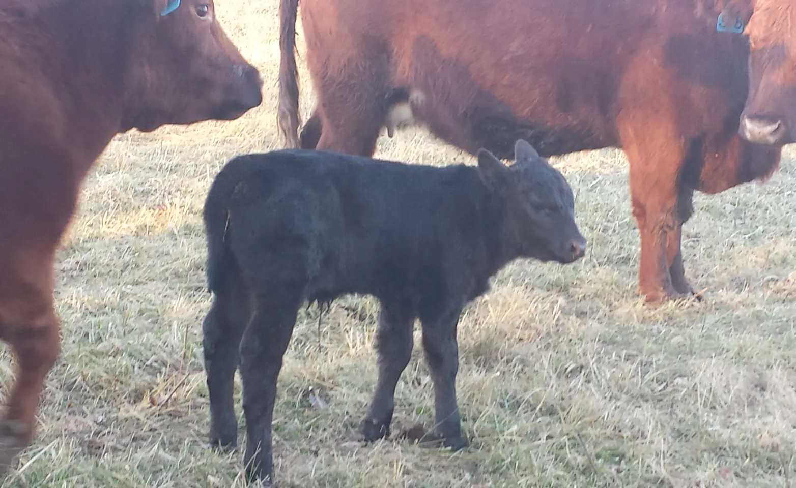 Calf and cattle Calf and cattle