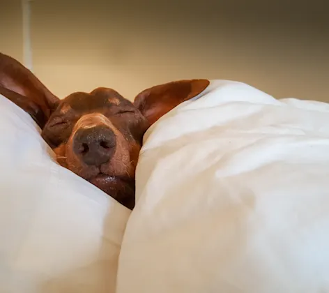 Dog sleeping Dog sleeping