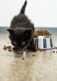 Black Kitten with Food Bowl