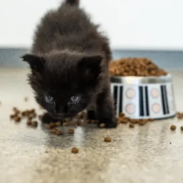 Black Kitten with Food Bowl Black Kitten with Food Bowl