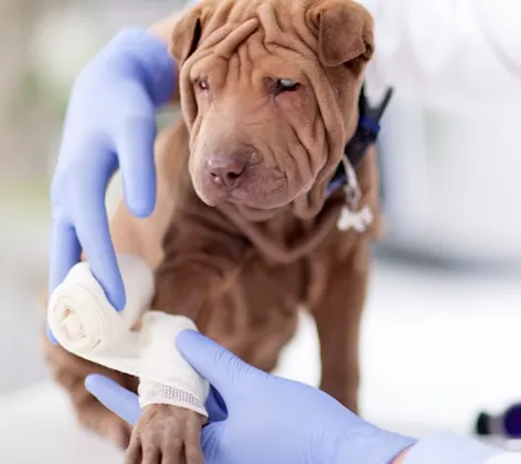 Small brown puppy having its leg bandaged Small brown puppy having its leg bandaged