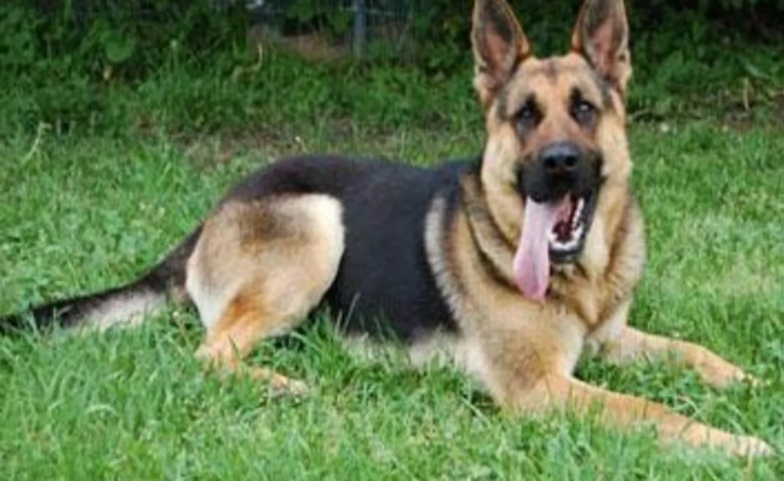 German Shepherd sitting in grass German Shepherd sitting in grass