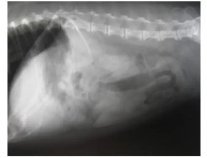 Figure 2. Normal abdominal radiograph. Figure 2. Normal abdominal radiograph.