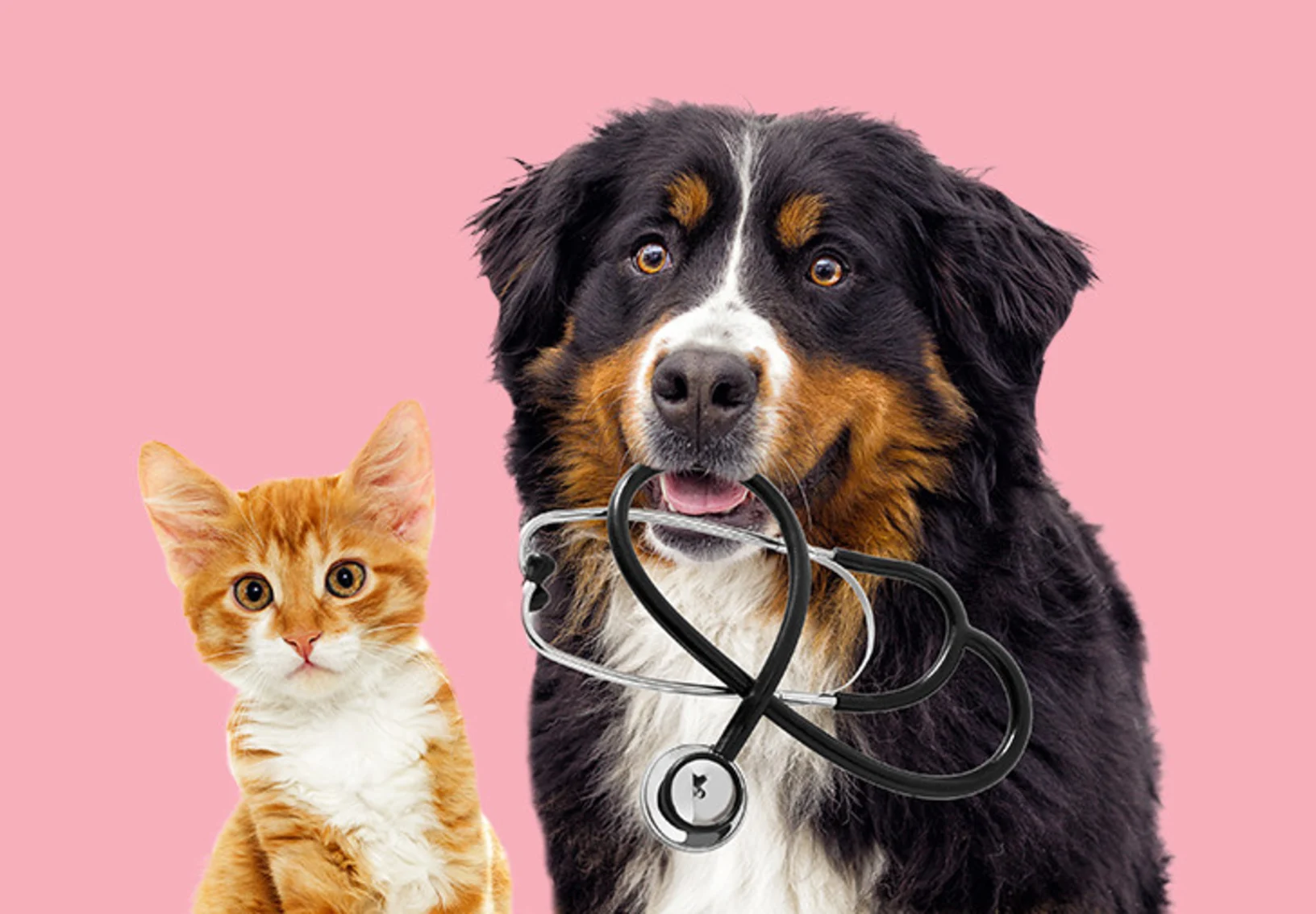 Cat and dog with stethoscope