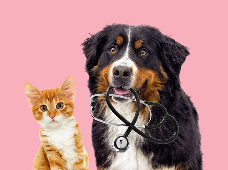 NVA Studio Dog Cat Stethoscope Pink ?fit=fill&fm=jpg&fl=progressive&h=1134&w=1632&q=75