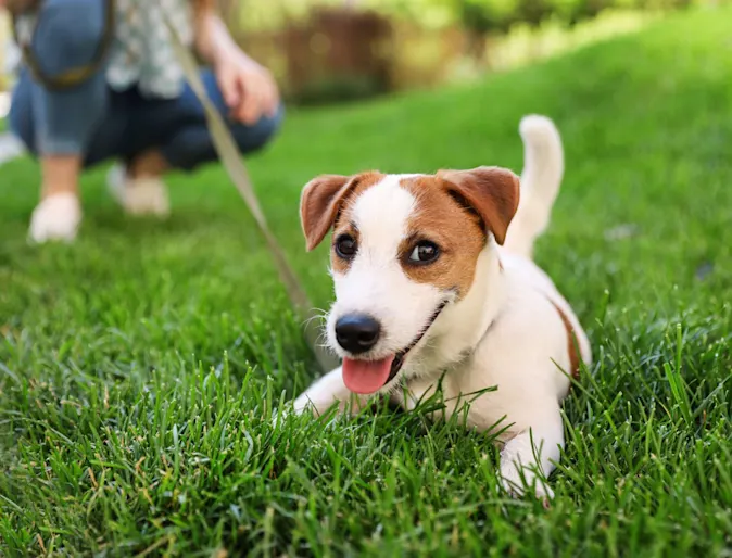 Puppy sitting in grass Puppy sitting in grass