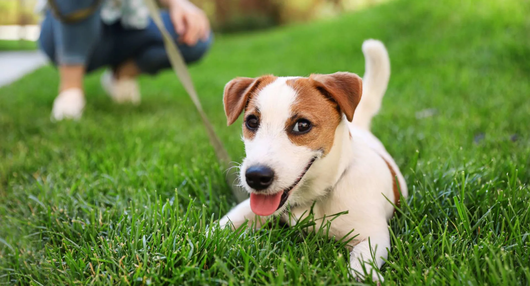 Puppy sitting in grass Puppy sitting in grass
