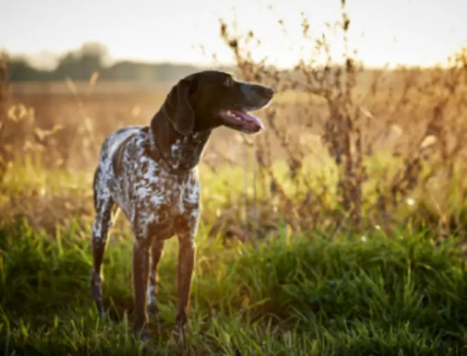 Spotted Dog in a Grassy Field Spotted Dog in a Grassy Field