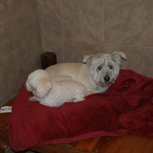 2 white dogs laying in bed