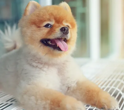 Pomeranian on a chair.